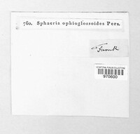 Tolypocladium ophioglossoides image